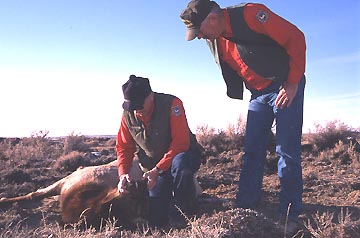 Above: Wyoming Game and Fish Department (WGFD) field investigators examining one of the paralyzed elk. Two-thirds have been found alive and the WGFD are euthanizing them to put them out of their misery. Below: the other one-third are dead at the scene like the animal below. Images courtesy WGFD.