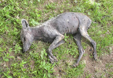 Unidentified animal photographed by Devin McAnally about six hours after he shot the creature. No blood visible. Described as about 20 inches tall, 30 inches long with 2-inch-long, thin, fangs that extended downward from upper jaw and overlapped with 1.5 inch fangs protruding upward from lower jaw. (Not visible in photos.)  There are spots on the hide and sparse hair similar to descriptions by eyewitnesses in Puerto Rico of the alleged “chupacabra goat-sucker” there. Digital photograph © 2004 by Devin McAnally.