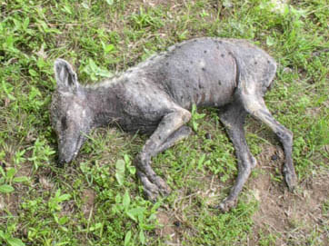 May 2004, Elmendorf, Texas. Unidentified animal photographed by Devin McAnally about six hours after he shot the creature, no blood. Described as about 20 inches tall, 30 inches long with 3-inch-long, thin, fangs that extended downward from upper jaw and overlapped with 1.5 inch fangs protruding upward from lower jaw. (Not visible in photos.) There are spots on the hide and sparse hair as described by eyewitnesses in Puerto Rico of the alleged "chupacabra" goat-sucker there. Digital photograph © 2004 by Devin McAnally.