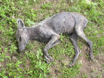 Unidentified animal photographed by Devin McAnally about six hours after he shot the creature, no blood. Described as about 20 inches tall, 30 inches long with 3-inch-long, thin, fangs that extended downward from upper jaw and overlapped with 1.5 inch fangs protruding upward from lower jaw. (Not visible in photos.) There are spots on the hide and sparse hair as described by eyewitnesses in Puerto Rico of the alleged "chupacabra goat-sucker" there. Digital photograph © 2004 by Devin McAnally.