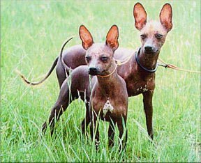 Xoloitzquintle, Mexican Hairless Dog, from Mexico. Aztecs considered these dogs representative of the god "Xolotl," whose task was to accompany the souls of the dead to their eternal resting place. Aztecs prized the hairless dogs' flesh and ate them.