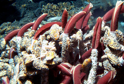 A well-developed ecosystem at a hydrothermal vent in the Pacific Ocean includes tubeworms (with the red plumes) and mussels (the yellow shellfish). Image by divediscover.