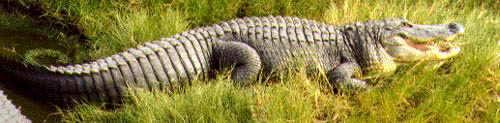 American alligators in the Everglades National Park (ENP) can grow ten to fifteen feet long. Photograph courtesy ENP.