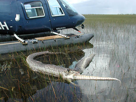 September 26, 2005, photographs © 2005 by Michael Barron, Everglades National Park helicopter pilot.