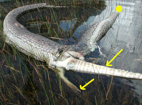 September 26, 2005, photograph taken by Everglades National Park helicopter pilot, Michael Barron, of the dead and decomposing bodies of a Burmese python that had tried to eat an American alligator. The location was northwest of the Pay-hay-okee Overlook in the Shark Slough. The yellow arrows point to the tail and hind leg of the alligator. The yellow circle indicates the python's missing head. Photograph © 2005 by Michael Barron.