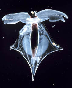 Prof. Fabry: "This is the pteropod Clio pyramidata, a planktonic snail with an aragonite shell. This is the species I worked with and observed shell dissolution within 48 hours when live pteropods were kept in water undersaturated with respect to aragonite." (Because of ocean water CO2 absorption, not enough carbonite ions for creatures to make shells.) Image courtesy Prof. Victoria J. Fabry.