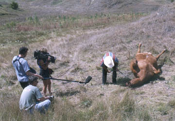 Above and below: Farnam, Nebraska rancher, Larry Jurjens, pries open the dead cow's mouth to see if the tongue had been removed. It was cut out from back in the throat and there was no blood. Photographs © 2004 by Linda Moulton Howe.