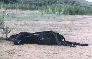 Morning of Wednesday, August 25, 2004, as we approached the mutilated  by Farnam, Nebraska rancher, Larry Jurjens, on Thursday evening, August 19, 2004. Photograph © 2004 by Linda Moulton Howe.