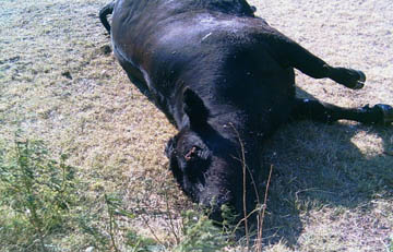 Eleven-year-old healthy cow's left eyeball was removed, along with all the  so far down in the throat that rancher Larry Jurjens could not see any remnant. Discovered dead and mutilated in the early evening of Thursday, August 19, 2004. Possible date of death was Tuesday, August 17. Photograph © 2004 by Larry Jurjens.