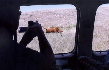 Producer Jeffrey Willerth and the second Farnam mutilated cow we investigated for History Channel documentary on Wednesday, August 25, 2004. Photograph © 2004 by Linda Moulton Howe.