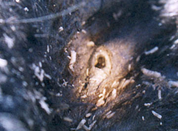 Small hole in mutilated cow's chest surrounded by raised and lighter-colored tissue,  highlighted by flashlight beam. Photograph © 2004 by Linda Moulton Howe.