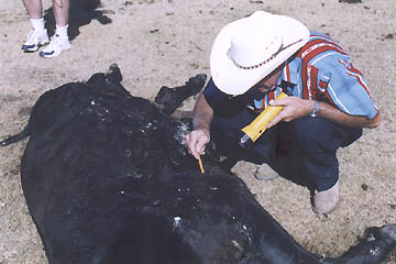 Above: Rancher Larry Jurjens tries to insert one-quarter-inch diameter pencil into hole on mutilated cow's chest. Below: Close-up of the pencil lead stuck into the hole which was only about one-eighth inch wide. Photographs © 2004 by Linda Moulton Howe.