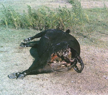 Large excision in the rectal region of cow, as found by rancher Larry  of Thursday, August 19, 2004. Photograph © 2004 by Larry Jurjens.