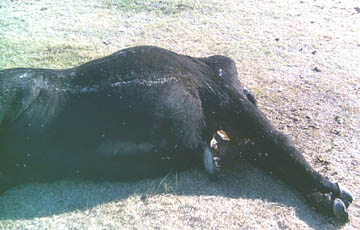 Cow's udder removed in clean, bloodless excision. Photograph © 2004 by Larry Jurjens.