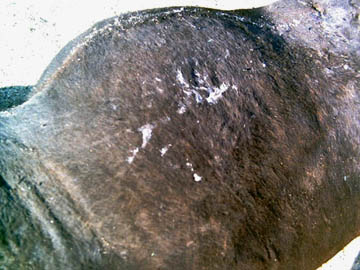 Two small holes in cow's chest that Larry Jurjens discovered and photographed after he turned the cow over. White substances are bird droppings. Photograph © 2004 by Larry Jurjens.