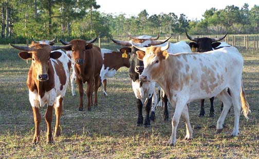 Eight long-horn cattle, most born in 2004 or 2005, that ended up in a Port Charlotte, Florida, residential neighborhood early Tuesday morning, April 17, 2007, without explanation. Image  2007 by Sergeant Cathy Katzman, Charlotte County Animal Control.