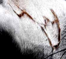 "4" brand on one of female long-horns, indicating she was born in 2004. Image © 2007 by Sgt. Cathy Katzman, Charlotte County Animal Control.