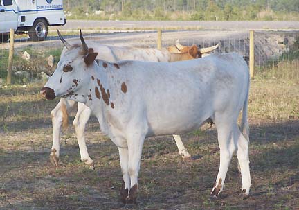 Charlotte County, Florida, Animal Control truck and two of the eight long-horn cattle that mysteriously turned up in a Port Charlotte neighborhood the early morning of April 17, 2007, two miles west of their home corral. Image © 2007 by Sgt. Cathy Katzman.