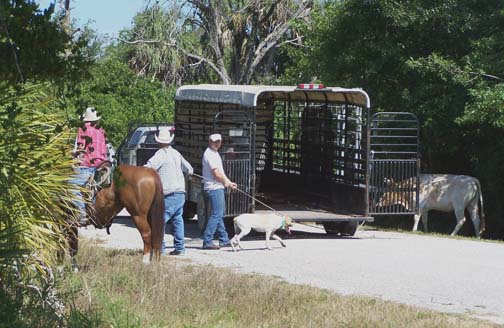 Florida cowboys trying to round up the eight long-horn cattle for transport to Charlotte County Animal Control on April 17, 2007. Image © 2007 by Sgt. Cathy Katzman.