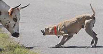 A dog barks at a long-horn-mix heifer on Burlingame Avenue in Port Charlotte, Florida, early Tuesday morning, April 17, 2007. Eight long-horns trampled lawns and tomato plants before being rounded up and taken to Animal Control. Image © 2007 by Sarah Coward, Sun-Herald.com.