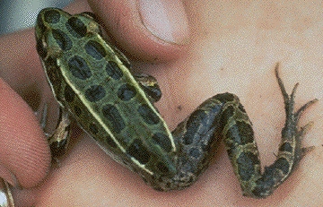 Deformed frog, only one rear leg. Photograph courtesy University of Minnesota.