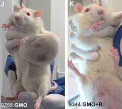 Large cancerous tumors on white mice fed NK603 Roundup-tolerant genetically modified corn or given water containing Roundup at levels permitted in drinking water. This is the first medical study to examine long-term effects of Monsanto's Roundup herbicide and NK603 Roundup-resistant GMO corn created by Monsanto. CRIIGEN research led by Prof. Gilles-Eric Seralini published September 19, 2012, in Food and Chemical Toxicology.