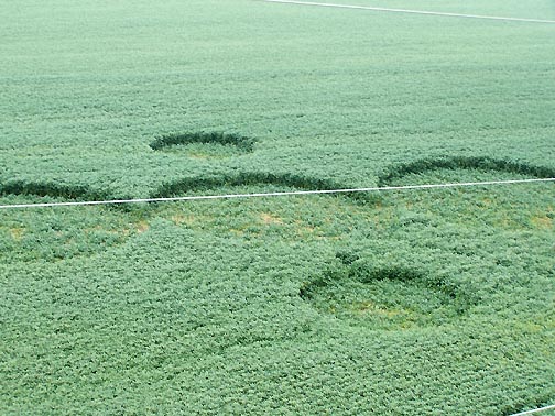 "Velvet carpet" around each circle and no pathway going into the far north, smaller circle at top of formation (camera aimed from southwest.) Image © 2006 by Justin Snodgrass.