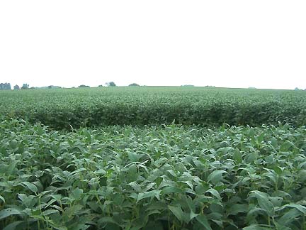 Twelve-foot-deep "wall" of soybeans between larger center circle and northern, smaller circle shown in this photograph taken on Saturday morning, August 19, 2006. Image © 2006 by Jim Stahl.