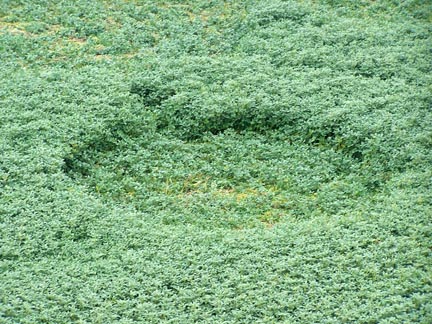  Southern, smaller circle that Jim Stahl walked into once on Saturday morning, August 19, 2006, before this photograph was taken from the Geneseo Fire Protection ladder truck. All five circles swirled clockwise. Image © 2006 by Justin Snodgrass.