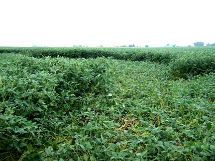 Deputy and Jim Stahl walked through the middle three circles, each about 50 feet in diameter. Even though flattened, the soybean plants (about five weeks from harvest) were green and crisp throughout the circles. Image © 2006 by Jim Stahl.