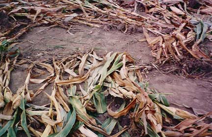 Center of corn circle nearest Coon Hunter Road found by Delmar and Carol Meyer on August 22, 1991. Photograph courtesy Carol and Delmar Meyer.