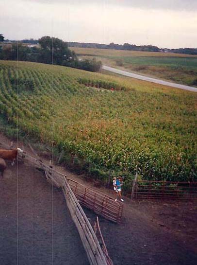 Coon Hunter Road corn circle nearest cattle corral. Carol Meyer said, "Those cattle would have raised a ruckus if someone had tried to come in our corn field. But no one ever heard or saw a thing."  Photograph courtesy Carol and Delmar Meyer. 