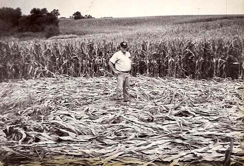 Delmar "Snowball" Meyer standing at the center of the counterclockwise corn circle (46 feet 5 inches in diameter) near Coon Hunter Road, Blue Grass, Iowa. Photograph © 1991 by North Scott Press. 
