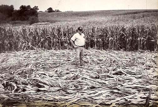Delmar "Snowball" Meyer standing at the center of the counterclockwise corn circle (46 feet 5 inches in diameter) near Coon Hunter Road, Blue Grass, Iowa. Photograph © 1991 by North Scott Press.