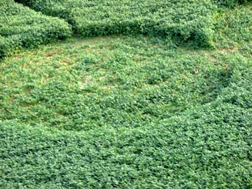 Aerial image on August 21, 2006,  © by Linda Moulton Howe.