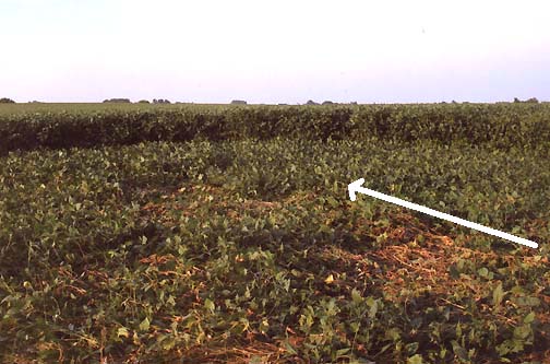 White arrow indicates Ted Robertson's discovery that in both the eastern most circle and the center circle, sections of soybean plants diverted from the clockwise swirl and went straight to the center. Photograph © 2006 by Linda Moulton Howe.