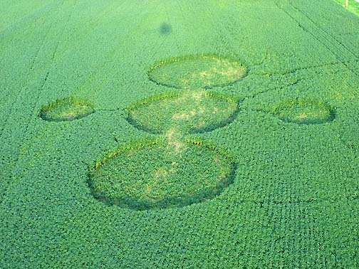 Five circles in soybeans first reported Thursday afternoon, August 17, 2006. Pathways to smaller circles and large circles were not there on August 17. Paths were created by a Henry County Deputy Sheriff and farm owner, Jim Stahl, plus others who first entered field on Saturday, August 19, 2006, when 12-feet-deep "walls" of soybeans were standing untouched between larger center circle and two outer, smaller circles. Aerial image on August 21, 2006,  © by Linda Moulton Howe.