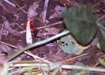 Phallus rubicundus growing out of ground inside one of soybean circles on the Jim and Chris Stahl farm in Geneseo, Illinois. August 25, 2006, photograph © by Linda Moulton Howe.