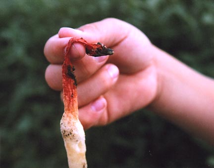 Above: One of Juliet Vanopdorp's children holding one of many fungi found in the soybean circles that appeared to have carbon black scorching on them. Below: Dozens of the fungi were stuck, or melted, onto surrounding soybean plants. Fungi photographs © 2006 by Linda Moulton Howe.