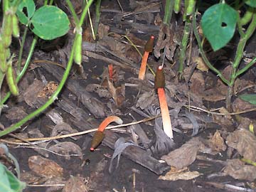 Phallas rubicundus found by Jim Stahl growing outside the soybean circles in another part of his soybean field. Image © 2006 by Jim Stahl.