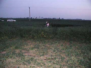 Linda Moulton Howe gathering plant and soil samples in far southern circle after sunset on August 24, 2006. Foreground is larger middle circle. Photograph by Ted Robertson for © 2006 Earthfiles.