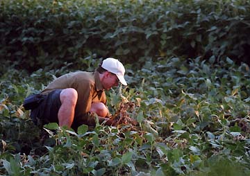 Above: Ted Robertson gathered plant and soil samples east to west on August 24, 2006. Photo © 2006 by Linda Moulton Howe. Below: Linda Moulton Howe gathered plant and soil samples north to south. Photo by Ted Robertson for © 2006 Earthfiles.