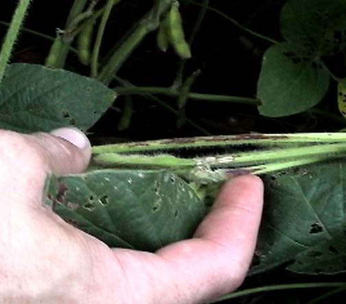 Above: Ted Robertson is pointing to more suspected leaf base necrosis on soybean leaf stems that also are discolored by anthocyanin. Below: Location of this affected plant was on the western edge of the south circle. Arrow points to the affected soybean plant that was laid down clockwise beneath the standing soybean plants. Photographs © 2006 by Linda Moulton Howe.