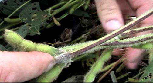 Ted Robertson holds a south circle plant which also had anthocyanin concentrations in several leaf stems and the main plant stem. At his index finger is another example of what he thought might be leaf base necrosis. Videograph © 2006 by Linda Moulton Howe.
