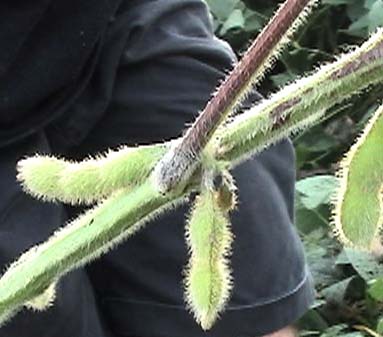 Ted holds another south circle soybean plant with what might be necrosis at the base of a leaf stem discolored by anthocyanin. Videograph © 2006 by Linda Moulton Howe.