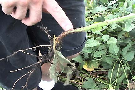 Ted Robertson pulled this soybean plant out of the southern circle because it had anthocyanin on the leaf stems and possible leaf base necrosis. The stem above the root curved without crease or cracks, similar to the "magical bent stalks" found in British cereal crop formations since the early 1990s. Videograph © 2006 by Linda Moulton Howe.