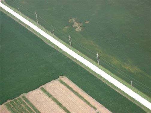 Photograph above and photograph below of Wyffels seed corn company's test farm across Middle Road from the Chris and Jim Stahl soybean farm in Geneseo, Illinois. Photographs © 2006 by Ted Robertson.