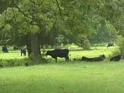 Remaining herd on Ronnie Blasingame's ranch in Gilmer, Texas, after the mysterious die off of 17 animals the week of April 18-25, 2004. Photograph on April 30 © 2004 by KLTV, Channel 7, Tyler, Texas.