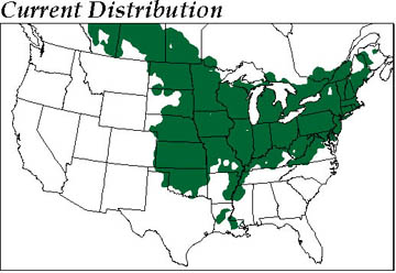 Top green map: Current distribution of Baltimore Oriole. Below red map: Projected more northern future of Baltimore Oriole by 2075-2100. All maps © 2004 by Jeff Price, Ph.D.