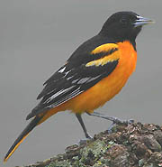 Baltimore Oriole.